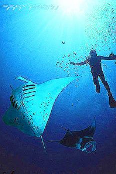 Pacific - Yap - COMPOSING > 2 Mantas - Nik. V - subtronic... by Manfred Bail 